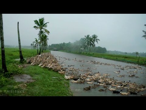 You could only see this in Kerala • Rainy day visuals