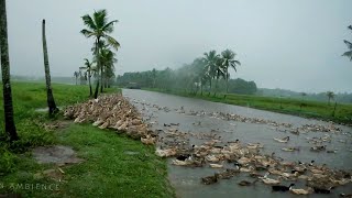 You could only see this in Kerala • Rainy day visuals