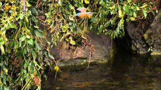 カワセミ20120903