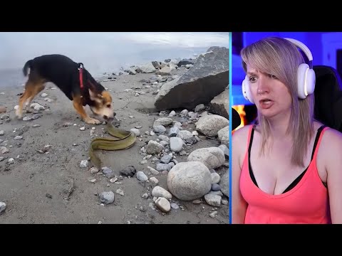 Top 15 Insane Moments When Animals Messed With The Wrong Opponents Part 2 | Pets House