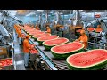 inside a Modern Watermelon Factory: From Fresh Watermelon to Delicious Desserts (The Whole Process)