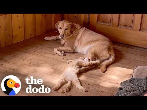 Woman Swore She Was A Dog Person Until Her Dog Adopted A Kitten | The Dodo