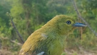 Suara Sirtu Betina Birahi Ngekrek Panjang. Jangan Diputar Nanti burung kalian Bisu.