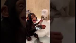 I Found A Baby Chimp Chained Up... And He Adopted A Kitten 🐵🐱