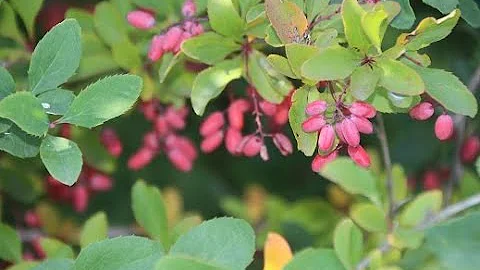 Заготовки на зиму. Вкуснятинки из барбариса и аронии