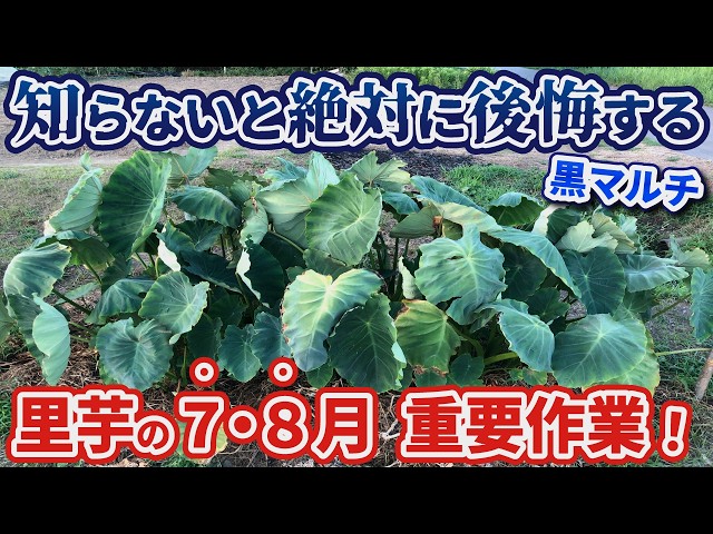 里芋】真夏の黒マルチ栽培、ココが重要！さといもの7月・8月のお