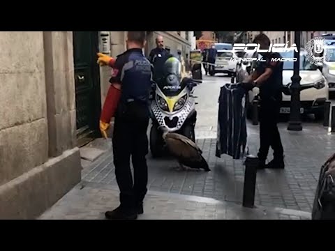 Rescatan un buitre desorientado y agotado en pleno centro de Madrid
