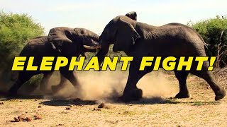 Elephant Fight Video! Unedited!
