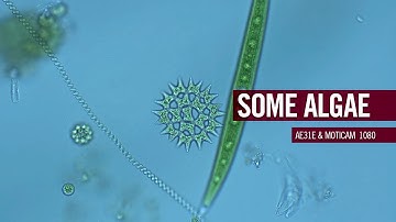 Which freshwater algae do we see? | by Motic Europe