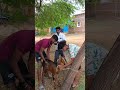 ஆட்டுக்குட்டி 🤣#funnyvideo#tamilbestcomedy#funnyvideos#viralshort #funny#comedy#trendingshorts#trend