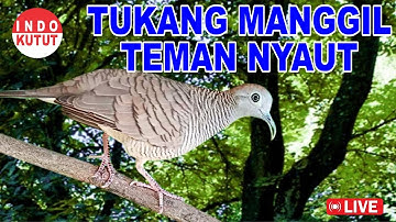 Perkutut Lokal Gacor dari alam liar bikin gacor yang malas BUNYI