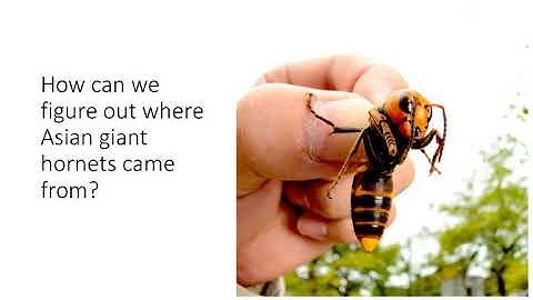 BIO178 Week 4 Phylogeography Invasives