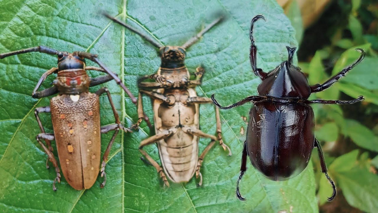 Intubi Insect This is an insect I catch in my village.Various beetle - YouTube