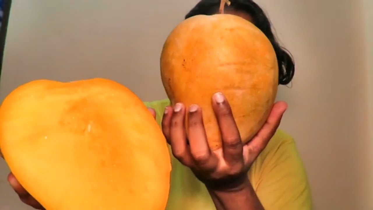 Biggest mangos on the camera