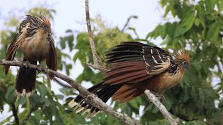 Hoatzin Sound
