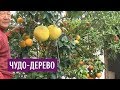 Чудо-дерево