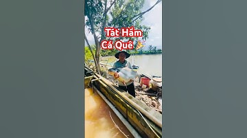 🥰 Lâu rồi mới có cảm giác Tát Hầm Cá Khủng ở quê đủ loại Tra, Vồ Đém, Mè Vinh, Chim, He #harvesting