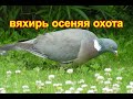 Вяхирь осеняя охота