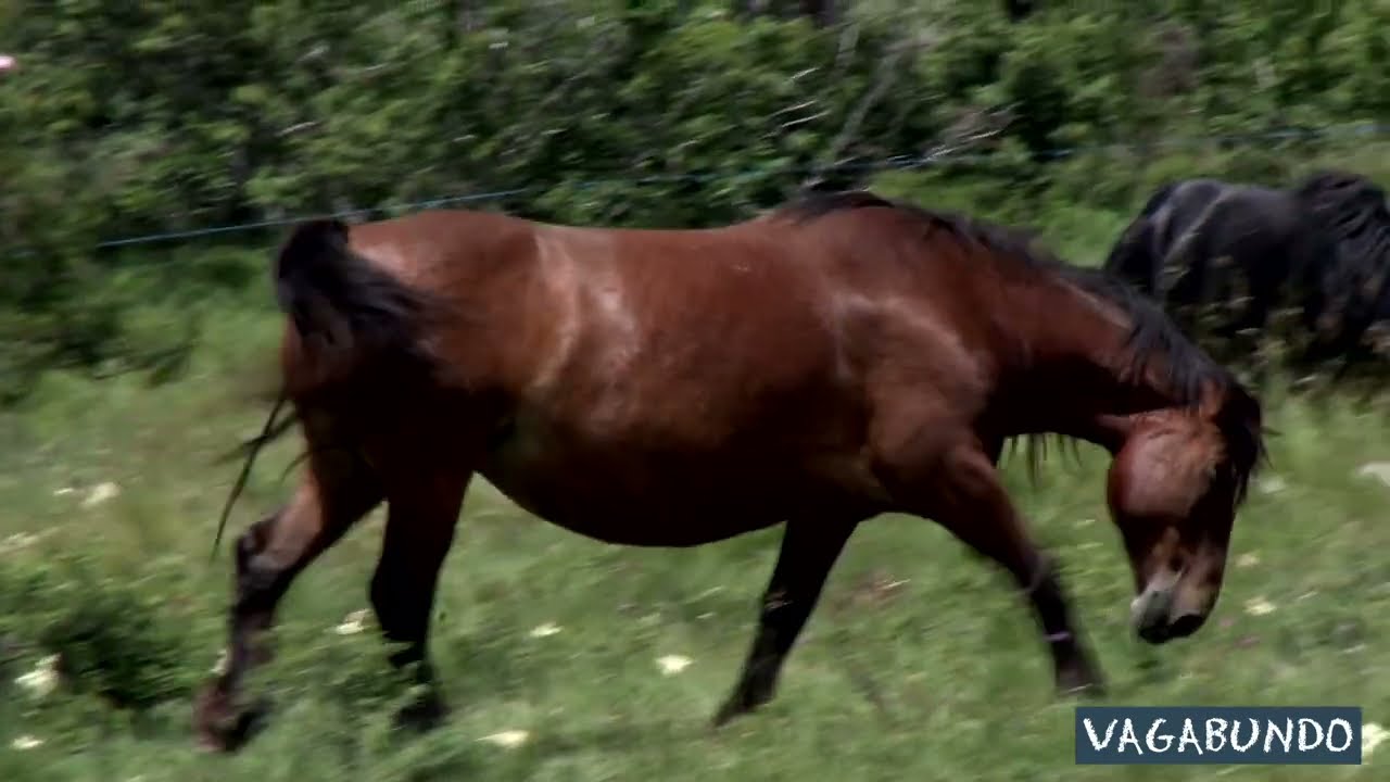 U potrazi za velebitskim konjima