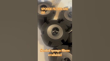 Seeded sponge filters #newfish #guppy #aquariumfish #aquarium #aquariumfun #tropicalfish #bettafish