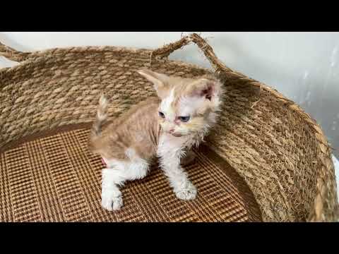 セルカークレックス(2024/3/28生まれ)2【撮影日:2024/5/13】