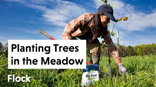 FRUITING & FLOWERING TREES in the Meadow - Ep. 254