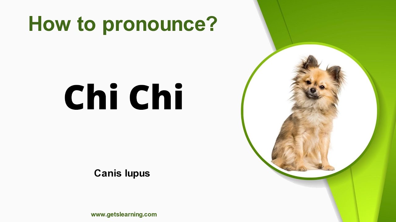 How to pronounce (Chi Chi Dog) Correctly in English YouTube