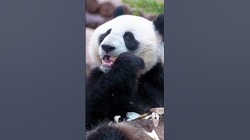 Panda Sound 🐼 #shorts