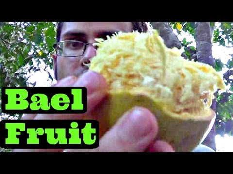 Video: Bael Fruit 10 Apbrīnojami Lietojumi Un Ieguvumi
