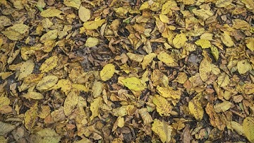 Leaves 01 - seamless photogrammetry textur