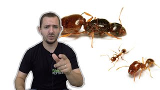 Une nouvelle espèce de fourmis dans mon élevage