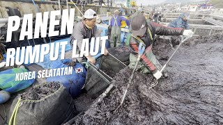 Panen rumput laut korea selatan🇰🇷🇲🇨