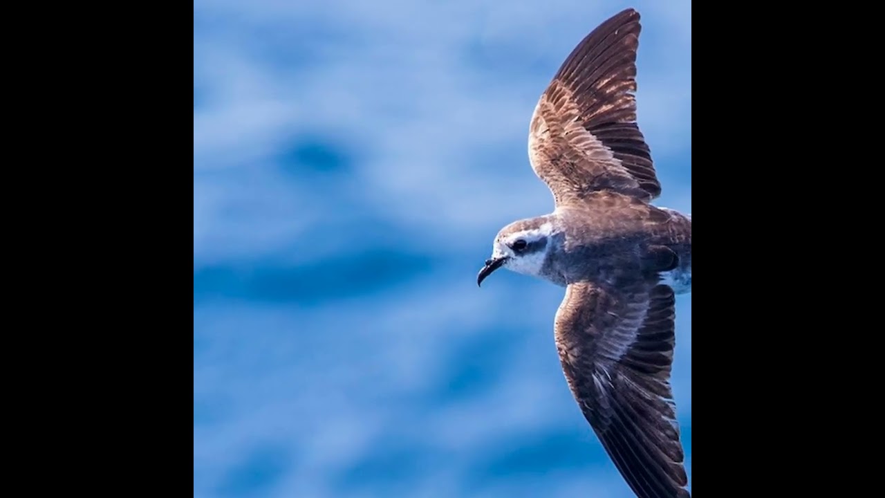 Cool White-faced Storm-Petrel