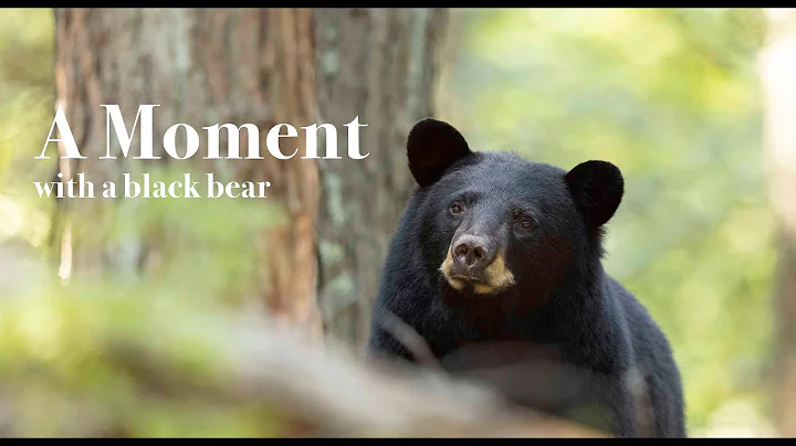 A Moment with a Black Bear