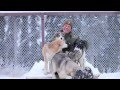 2011 - Happy Holidays From Denali (w/ Bloopers Reel) 2011 - Happy Holidays From Denali (w/ Bloopers Reel)