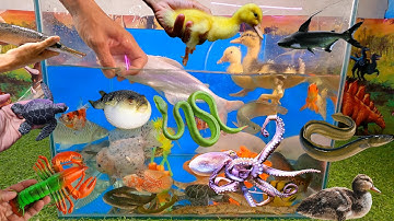 Tổng hợp các video cá cảnh đẹp, động vật dễ thương, bạch tuộc cute, vịt, cua xanh, cá dĩa, cá mập