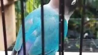 LOVEBIRD MANGAP MENYERAMKAN