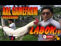 Arl gamefarmarturo lopez breeding  bloodlines labok tv