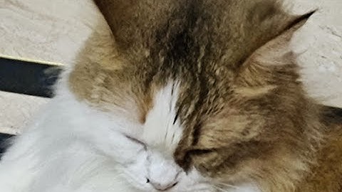 [bilibili转载] ```搬运10.48```