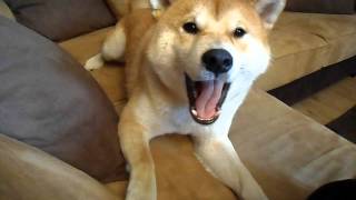 Angry Shiba Inu part 1 by Alice 1,006,357 views 11 years ago 2 minutes, 41 seconds