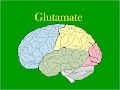 Glutamate