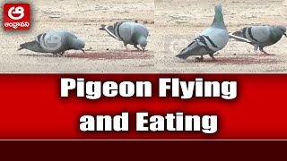 Pigeon Flying and Eating  || Beautiful Pigeon Visuals || Andhravani