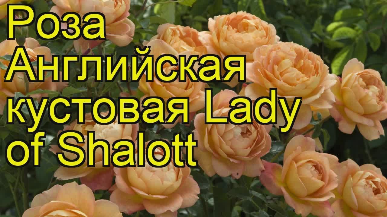 Леди Оф Шалот Роза Описание Фото Отзывы