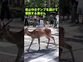 停止中のダンプを避けて横断する鹿さん