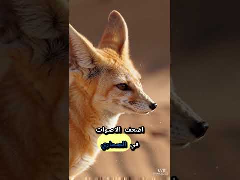 الحكاية المدهشة عن الثعلب الفنك أغرب ثعلب في العالم مغامرات تعليم قصص مصرية بودي وعبودي