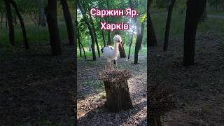 Прогулянка вихідного дня у Харкові