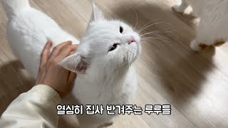 외박한 집사를 반겨주는 고양이