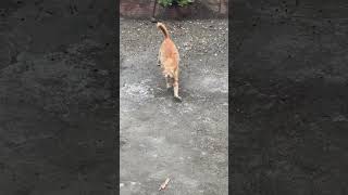 Walking and Stretching Baby Cat #shorts #shortvideo #cat #kitten