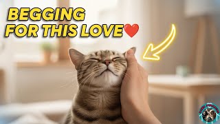 7 Acts of Love Your Cat is BEGGING For 💔