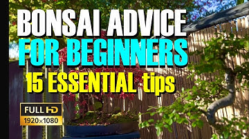 New to Bonsai? 15 ESSENTIAL tips you MUST know